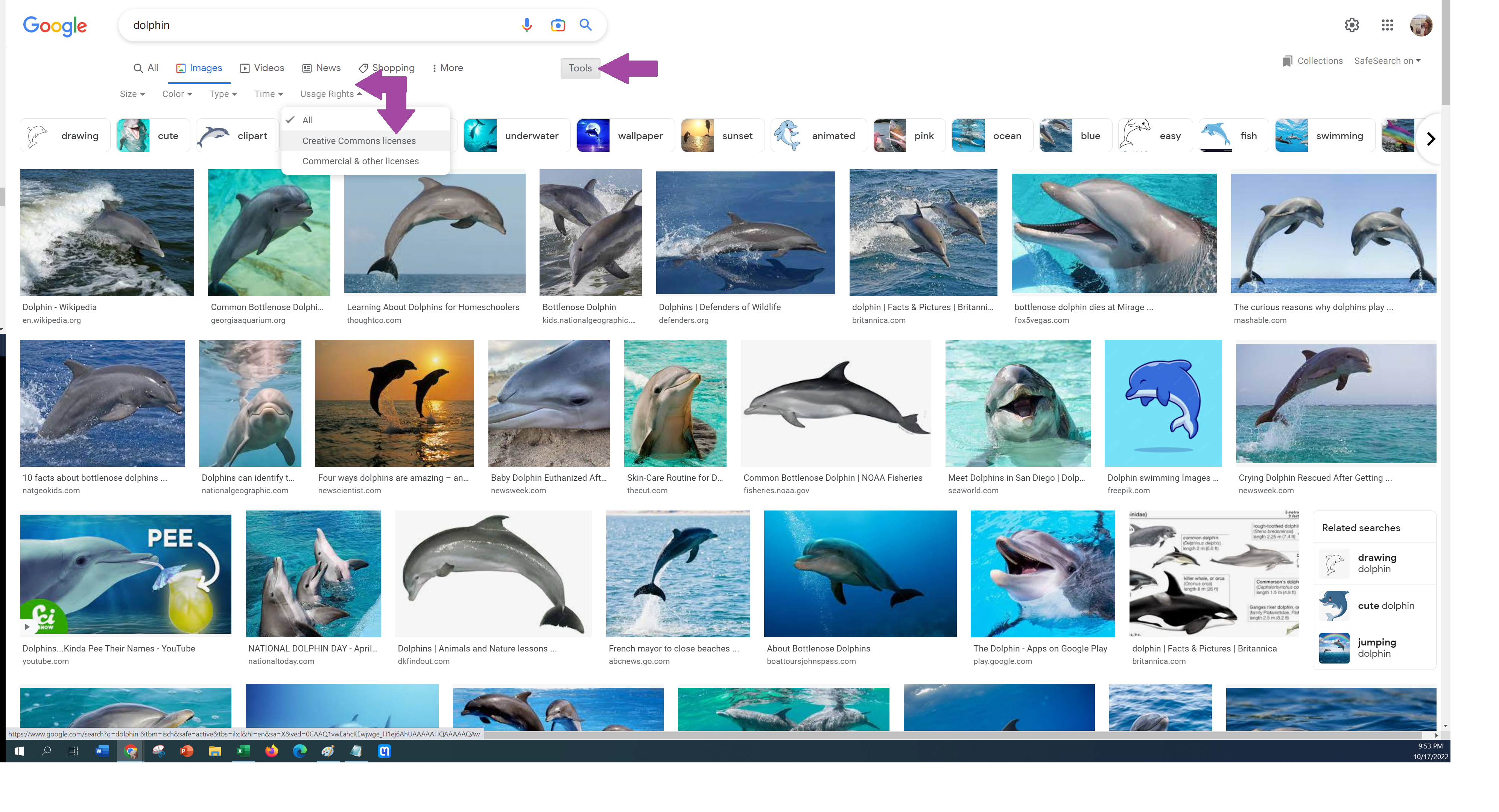 Screenshot of Google images after searching "dolphin". there is a dropdown box right beneath the search bar as a way to filter.