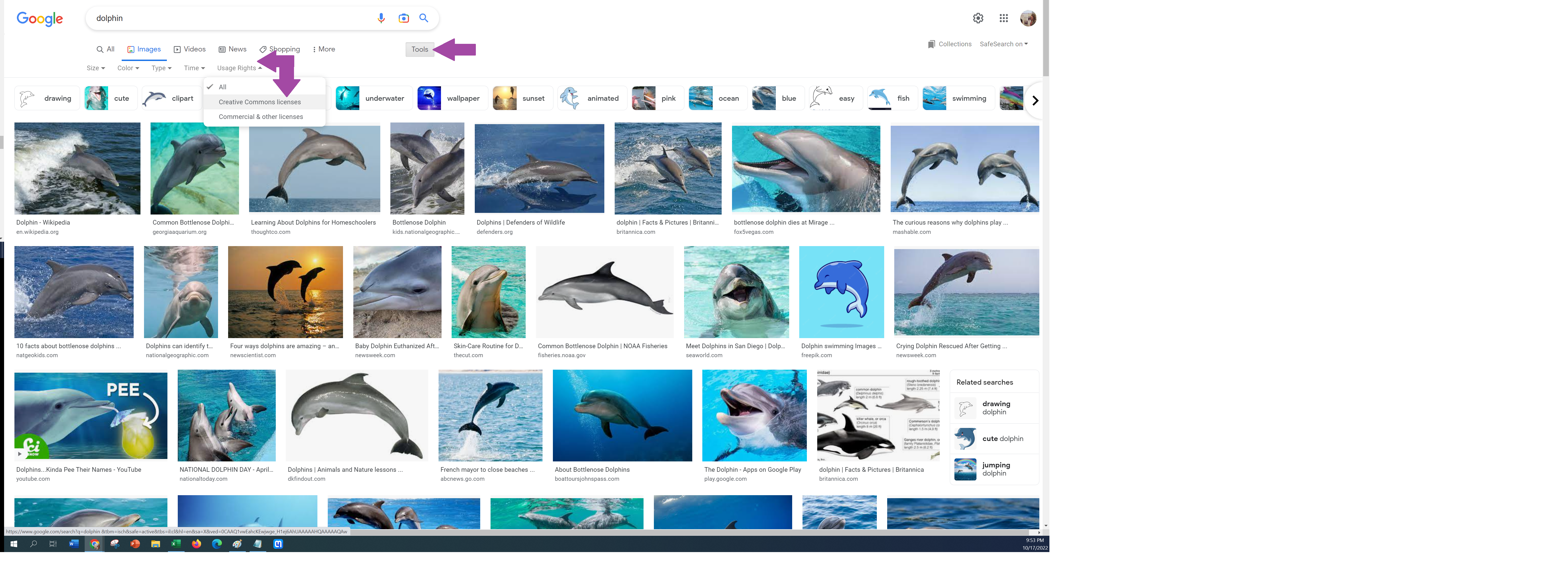 Screenshot of Google images after searching "dolphin". there is a dropdown box right beneath the search bar as a way to filter.