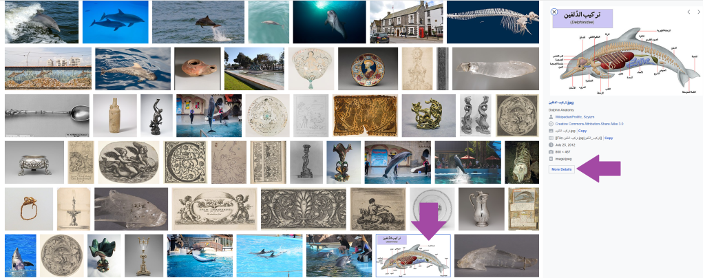 Wikimedia Commons website showing search results for dolphin. Search results appear on the left. When you select one, it appears on the right. There's a clickable icon beneath the image to learn more about its permissions.