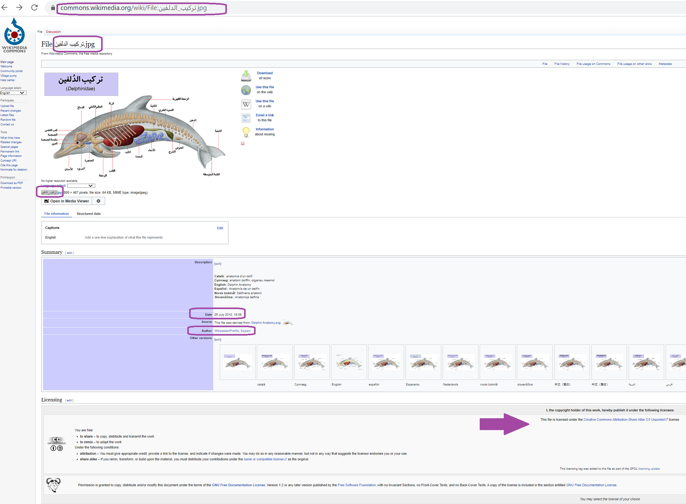 Wikimedia Commons website page on a single dolphin image. Page includes the URL at the top, title of the image just below that, autho of the image a little further down, when the image was posted, and a gray box contains what license the author has selected for the image.