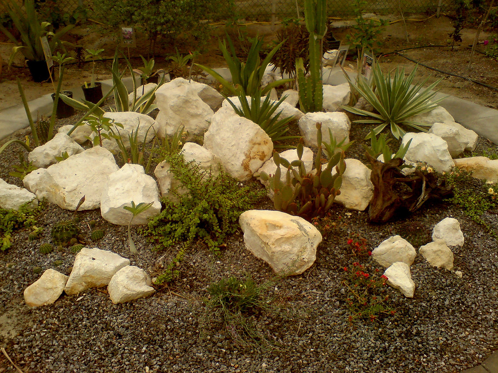 Garden comprised of mostly rocks and cacti. Tiny pebbles replace where grass usually grows.
