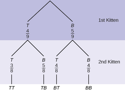 This is a tree diagram with branches showing probabilities of kitten choices. The first branch shows two lines: T 4/9 and B 5/9. The second branch has a set of 2 lines for each first branch line. Below T 4/9 are T 3/8 and B 5/8. Below B 5/9 are T 4/8 and B 4/8. Multiply along each line to find probabilities of possible combinations.