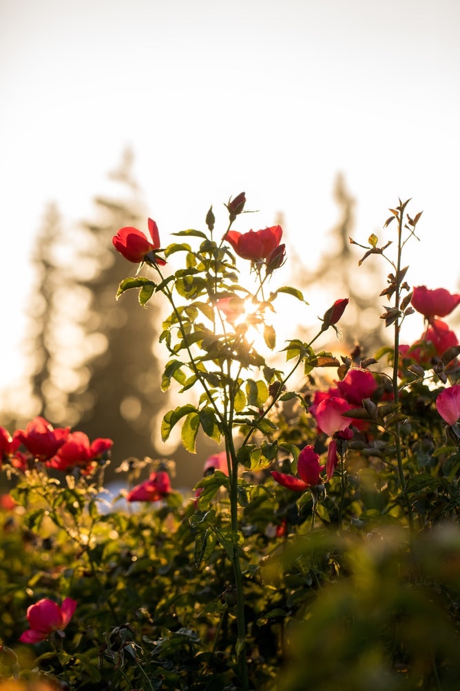 Close up photo of a peony bush at sunrise.