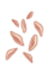 Cellular fragments depicted in tanish-brown color. 