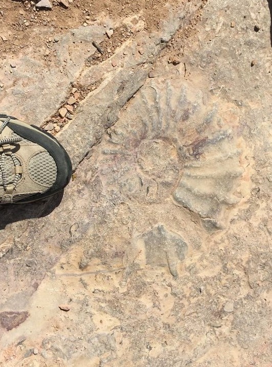 A spiral-shaped outline of an ammonite shell embedded in a tan rock.