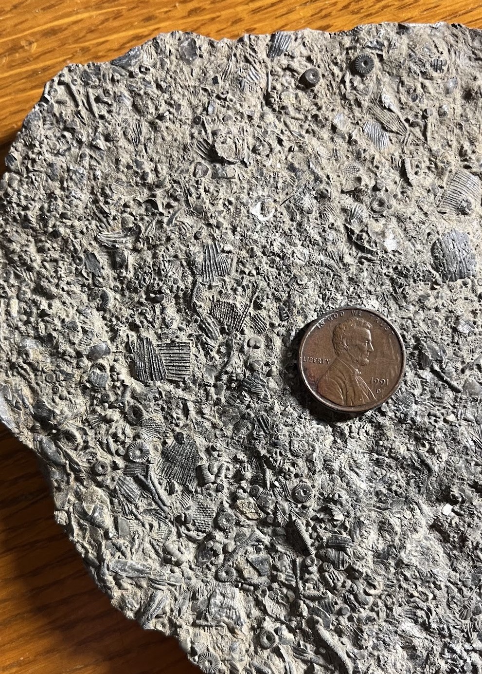 Piece of limestone full of small fossils.