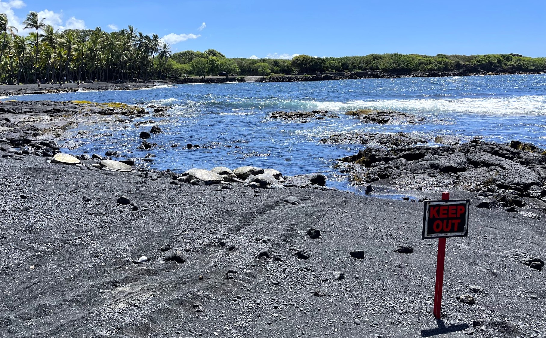 Beach cove with green sand and numerous people; surrounding the cove are black layers of volcanic rock.