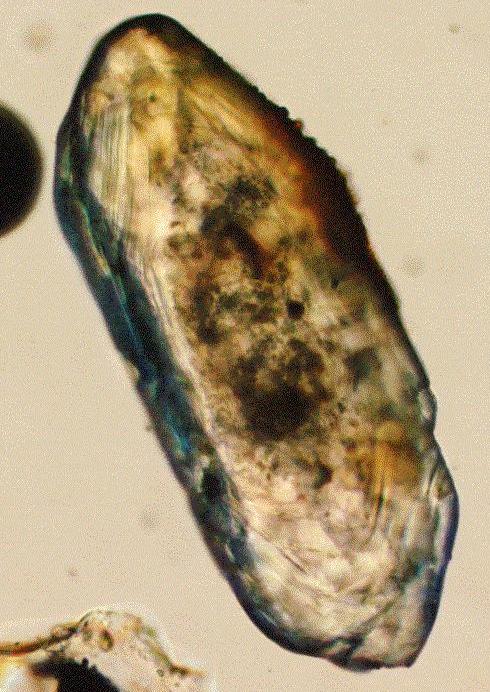 Microscopic view of a single elongate prismatic crystal that is amber to clear in color with a glassy luster.