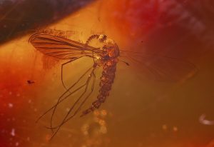 Mosquito encased in crystallized amber.