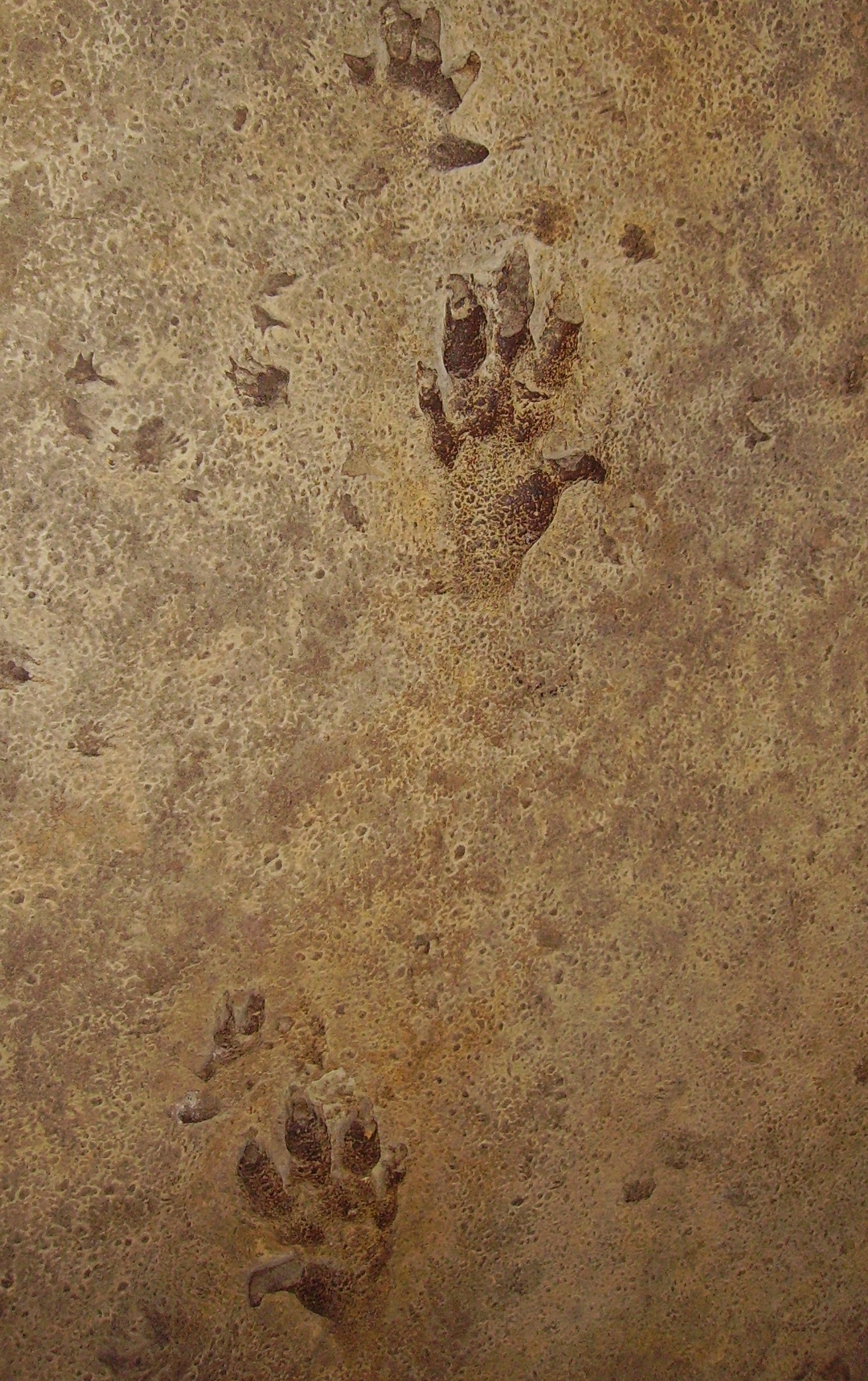 Impression of a series of three tracks of a four-toed dinosaur embedded in brown sedimentary rock.