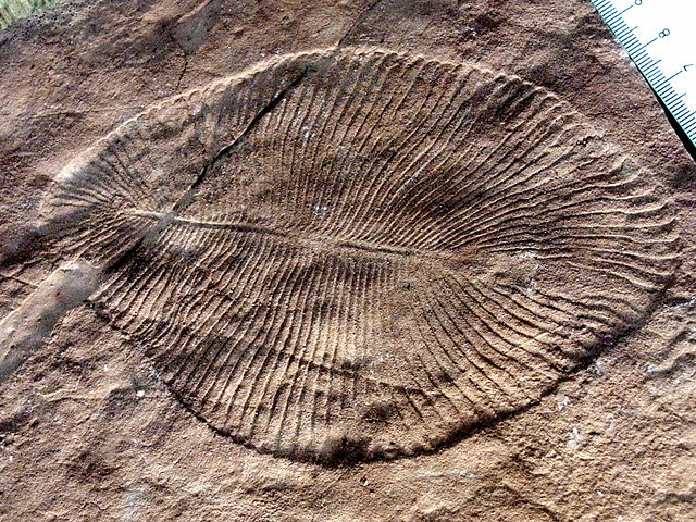 Oval fossil that resembles a leaf imprinted in tan sandstone.