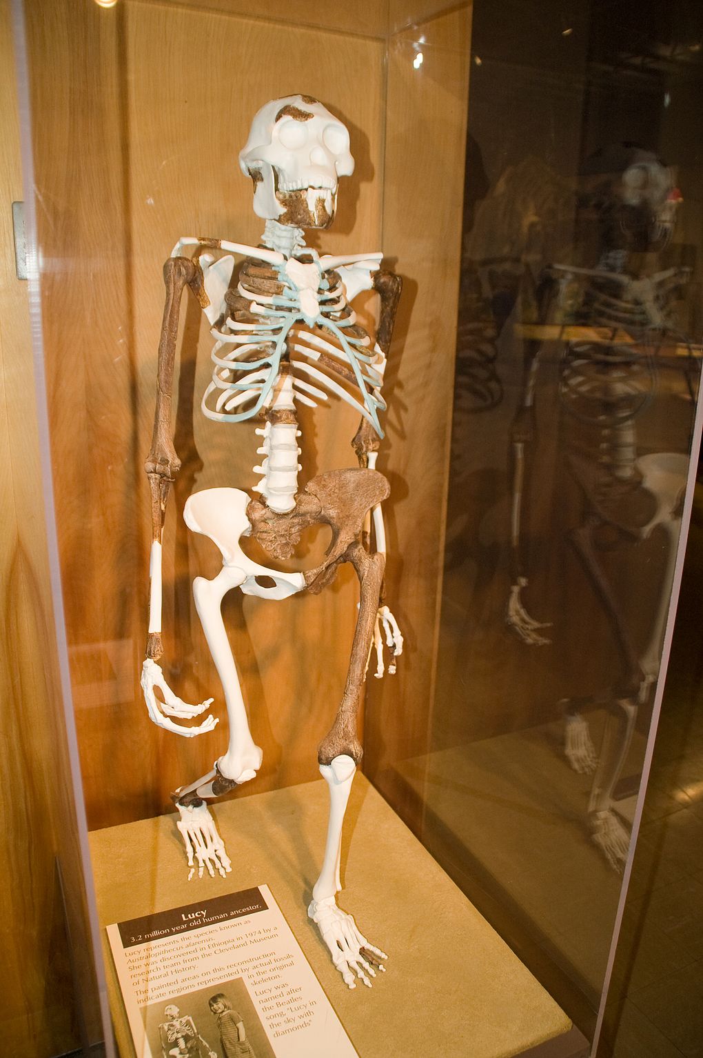 Human-like skeleton in glass case. Skeleton is 1/2 fossil and 1/2 reconstructed skeleton.