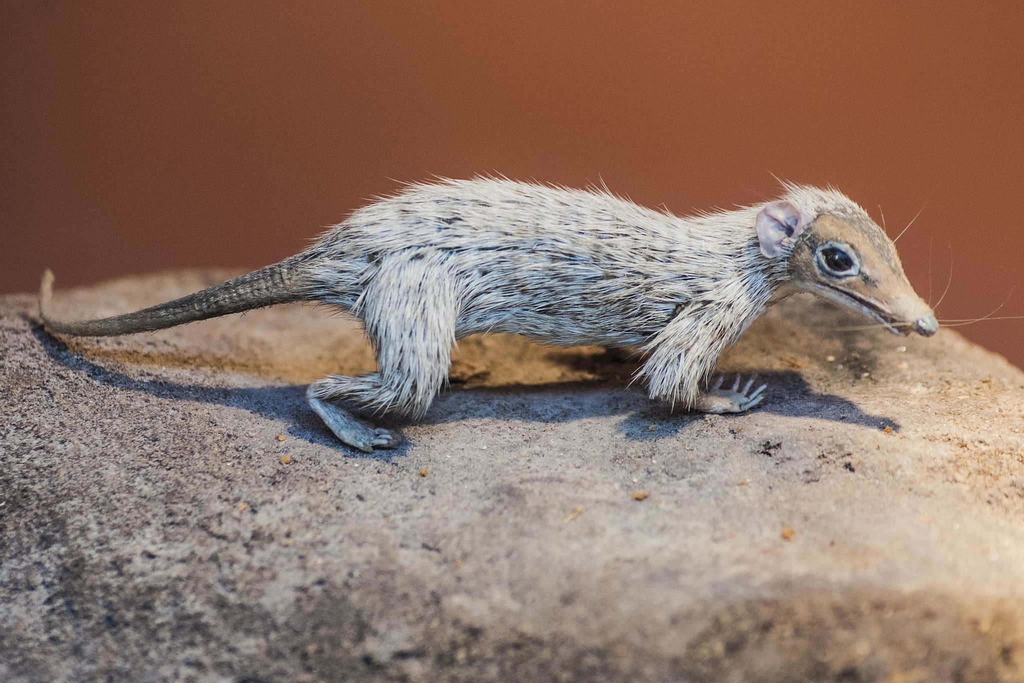 A small shrew-like animal covered in white fur.