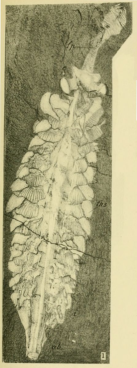 Elongate white fossil animal with a segmented trunk that has flaps along the sides and a fan-shaped tail.