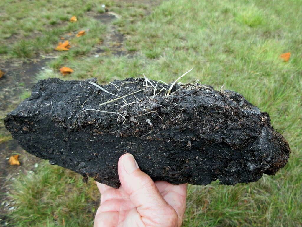 A hand holding an elongated chunk of dull black peat, with a dirt-like texture and visible plant bits grown into it.