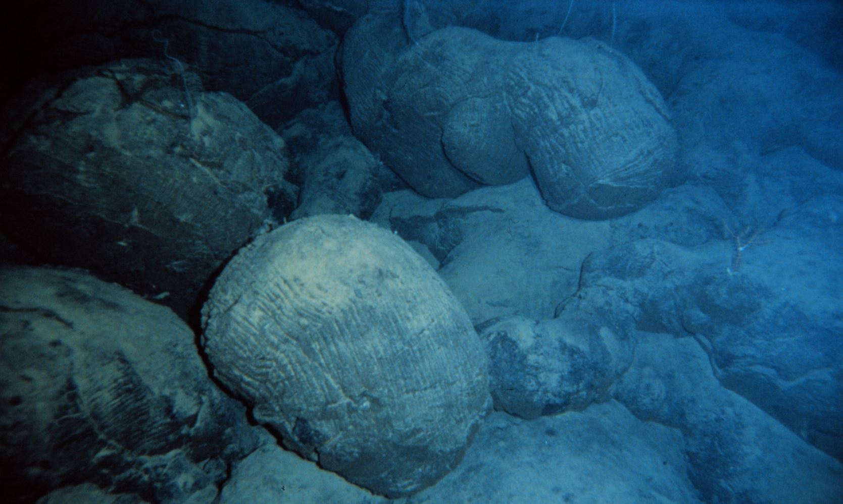 Underwater photo with a dark bluish hue of lumpy, bulbous chunks of black basalt on sea floor.