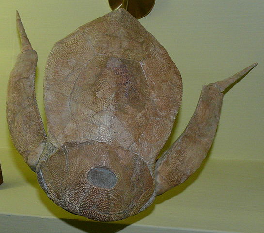 Tan fish fossil that is covered with natural plate-like armor.