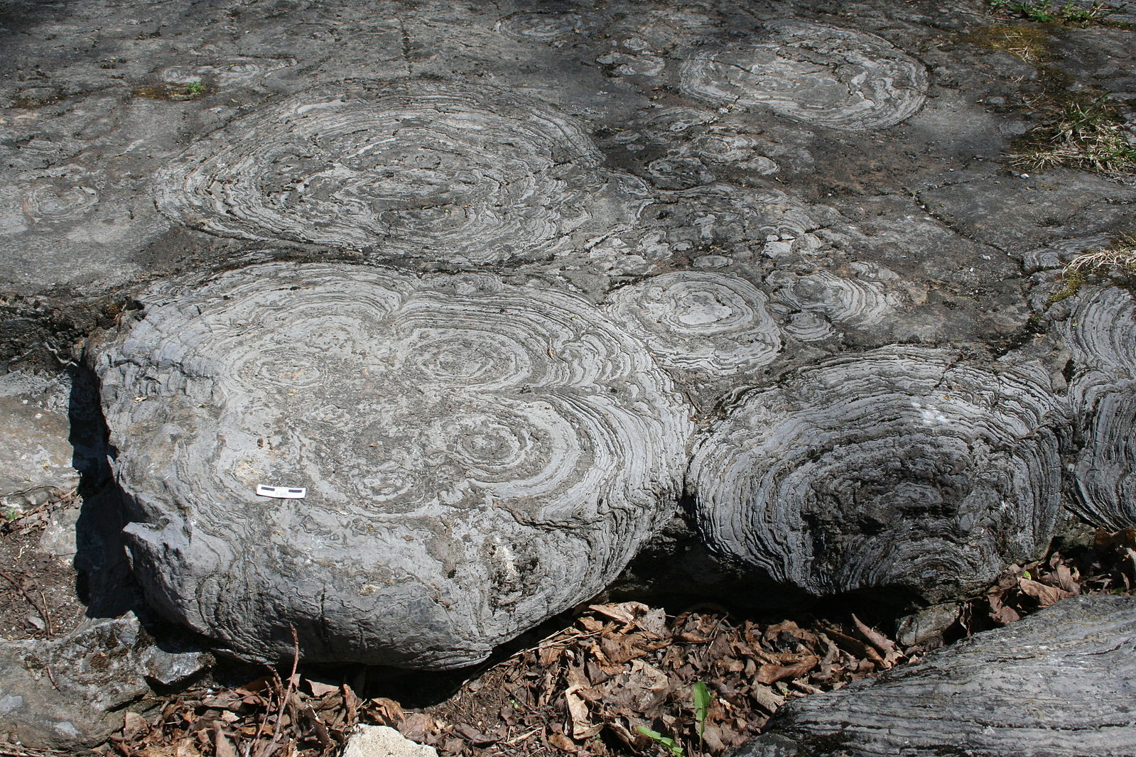 Concentric round structures in gray limestone.