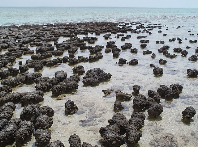 Brown, blobby stromatolites are slightly sticking out of the shallow water of the ocean.