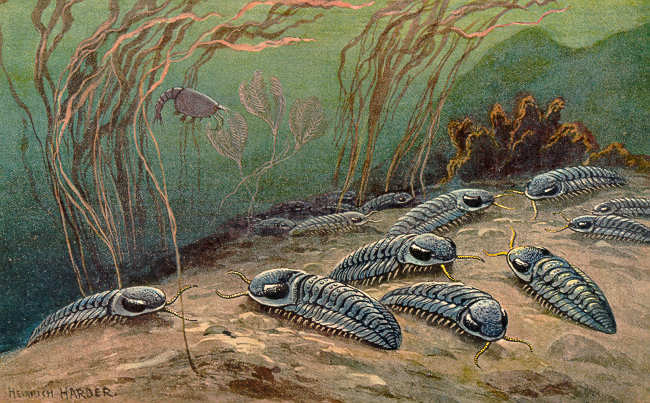 Illustration of trilobites crawling on the seafloor.