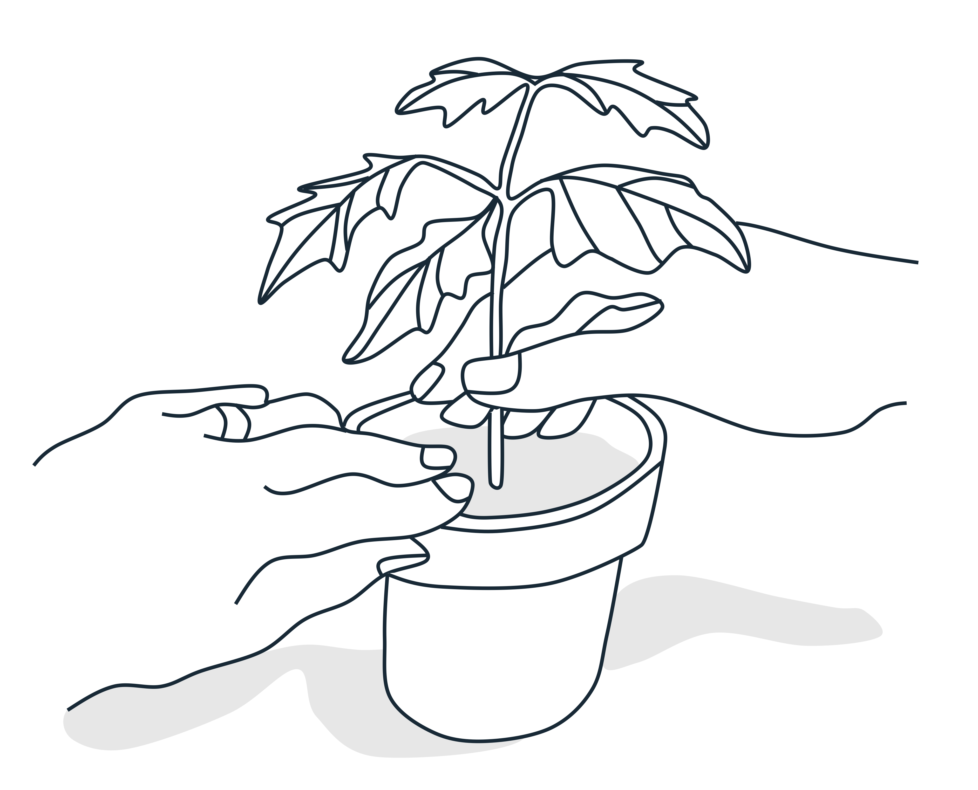 Potted poinsettia. Left hand is pushing soil down gently. Right hand is holding stem between thumb and forefinger.