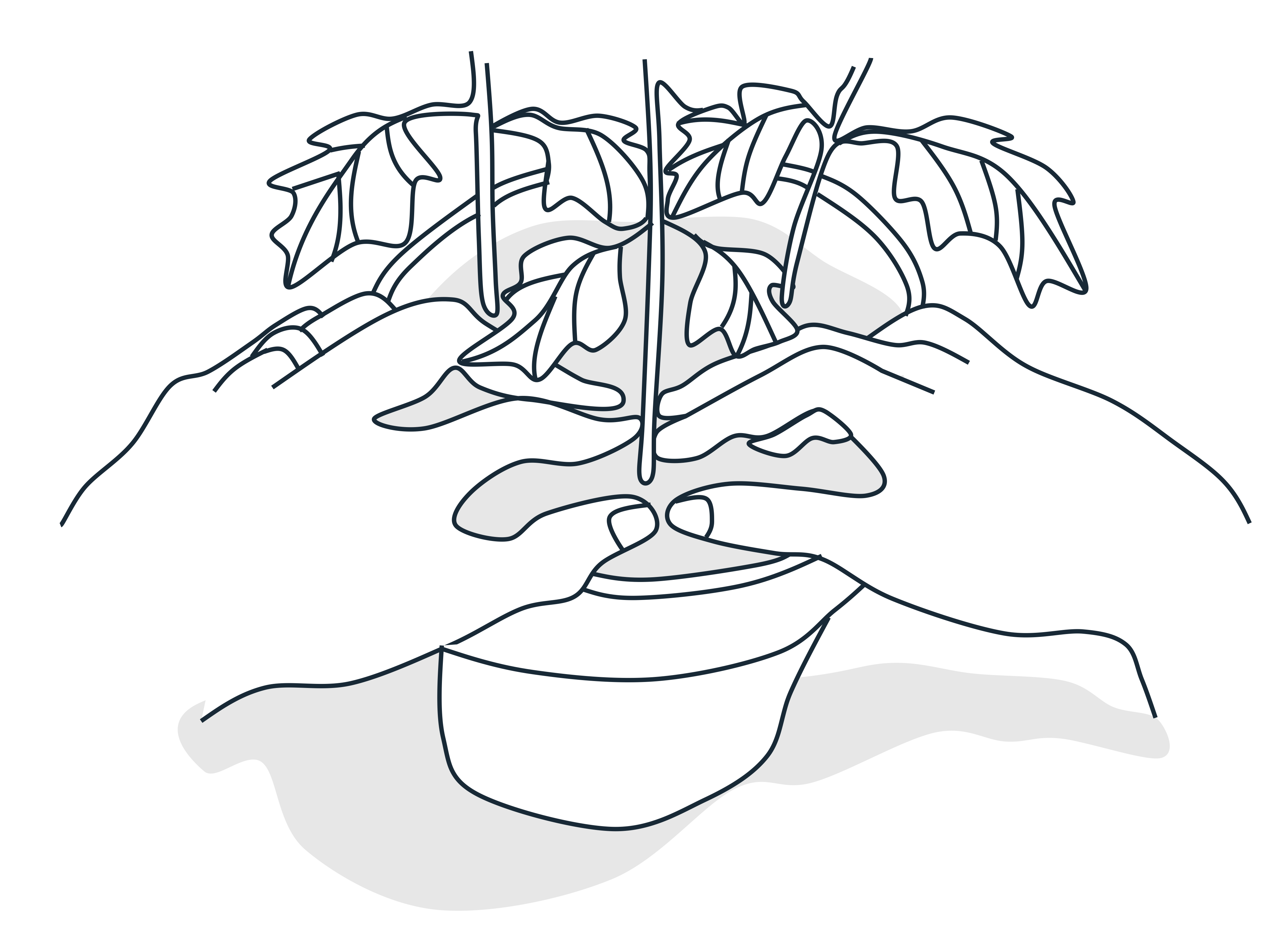 Potted poinsettia. Both hands are gently pressing down the soil.