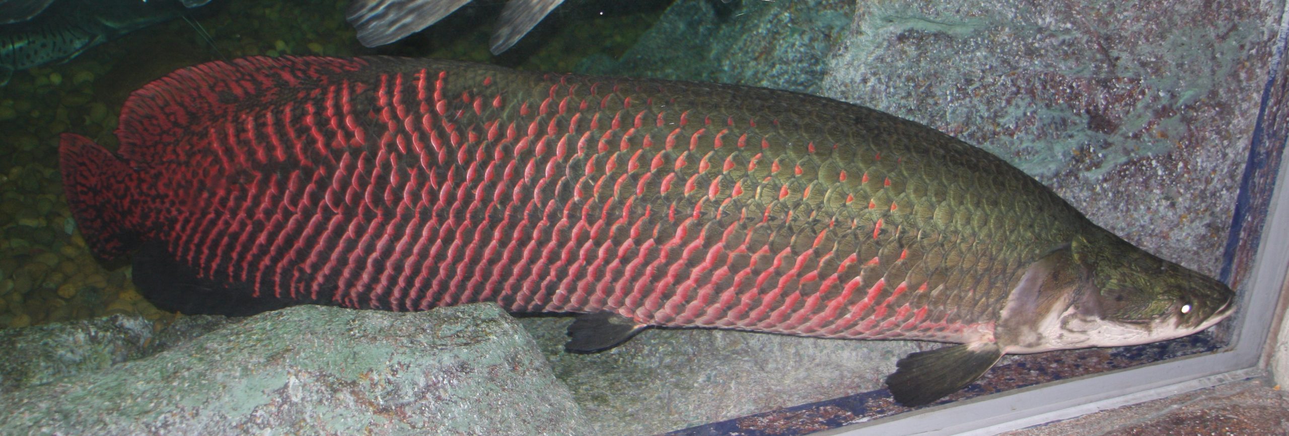 Arapaima with pink and green scales in aquarium