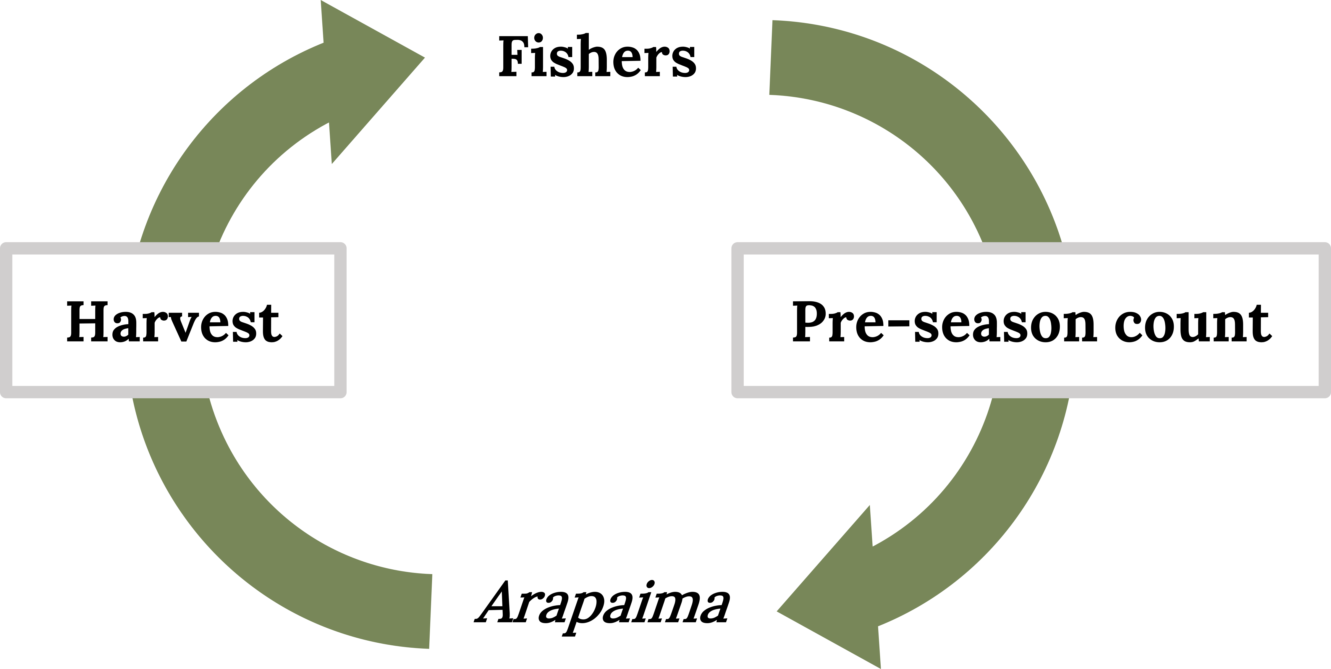 Cycle showing pre-season counts of arapaima before harvest quota is set