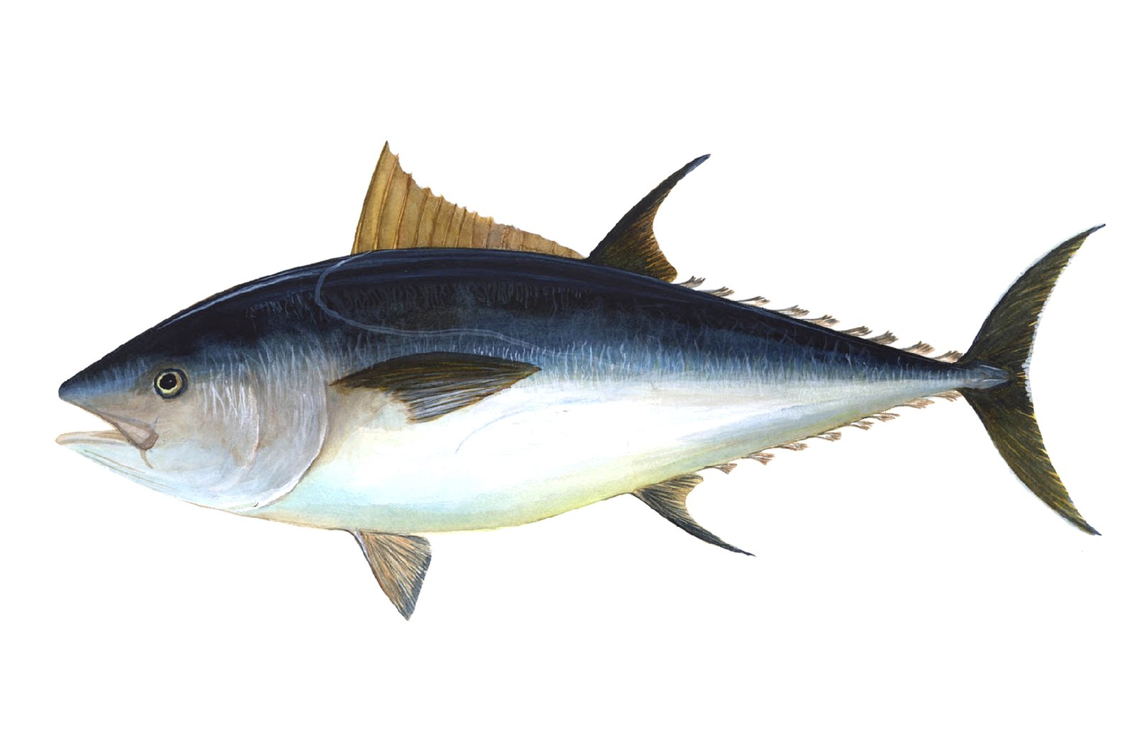Illustration of atlantic bluefin tuna. Dark blue on top, light blue on belly. Fins are a mustard color.