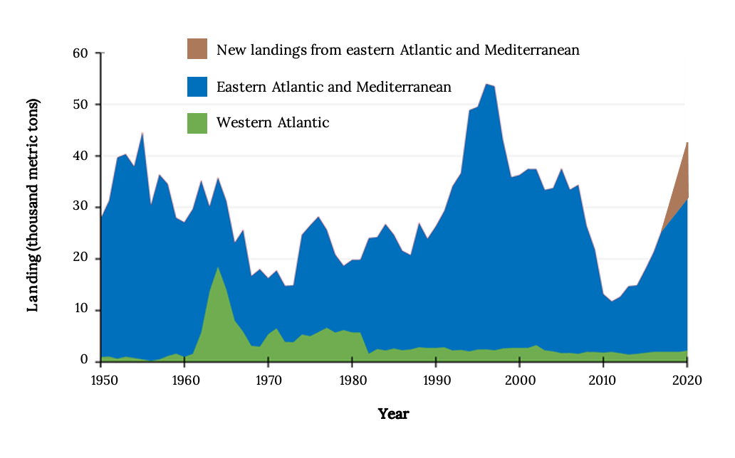 Charting progress: the English Atlantic Bluefin Tuna catch, tag