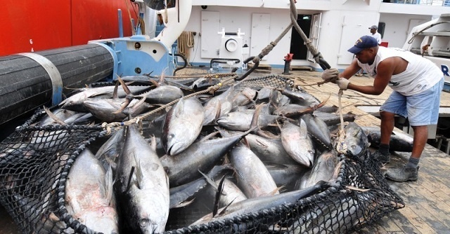 Large quantity of Yellowfin Tuna on deck of fishing vessel