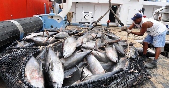 Conserving Tuna: The Most Commercially Valuable Fish on Earth