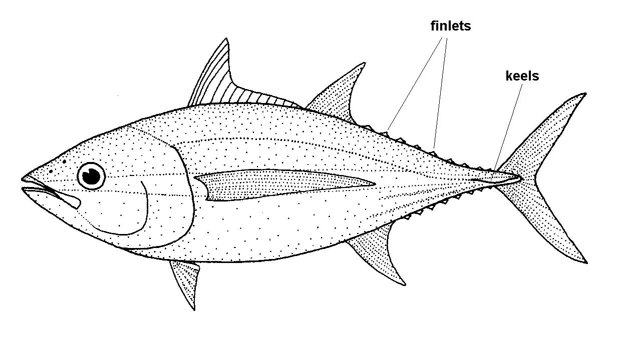 Bigeye tuna illustration showing locations of finlets and keels. Keels are located behind finlets.