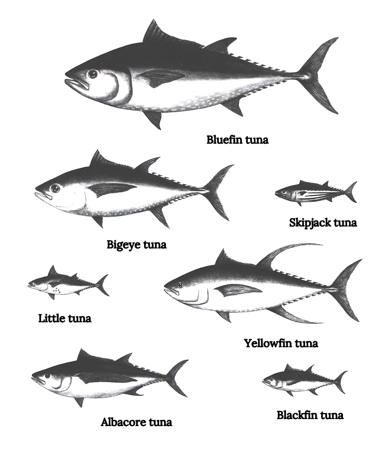 L.T. Marine Commercial Tuna Swim Hook – L.T. Marine Products