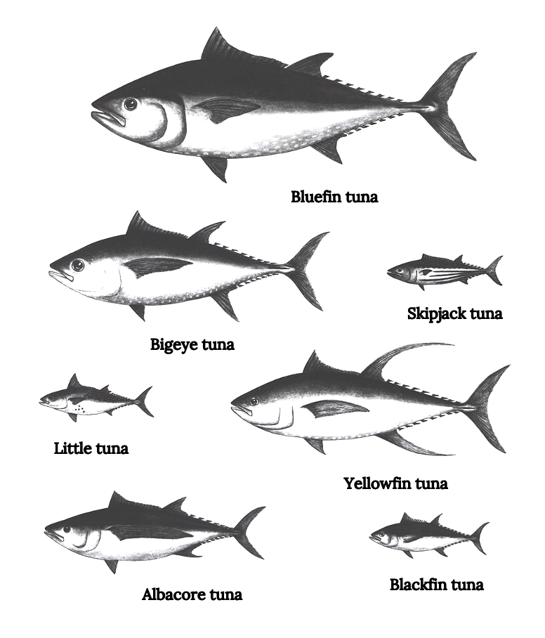 Ikejime Method? on a Bluefin Tuna 