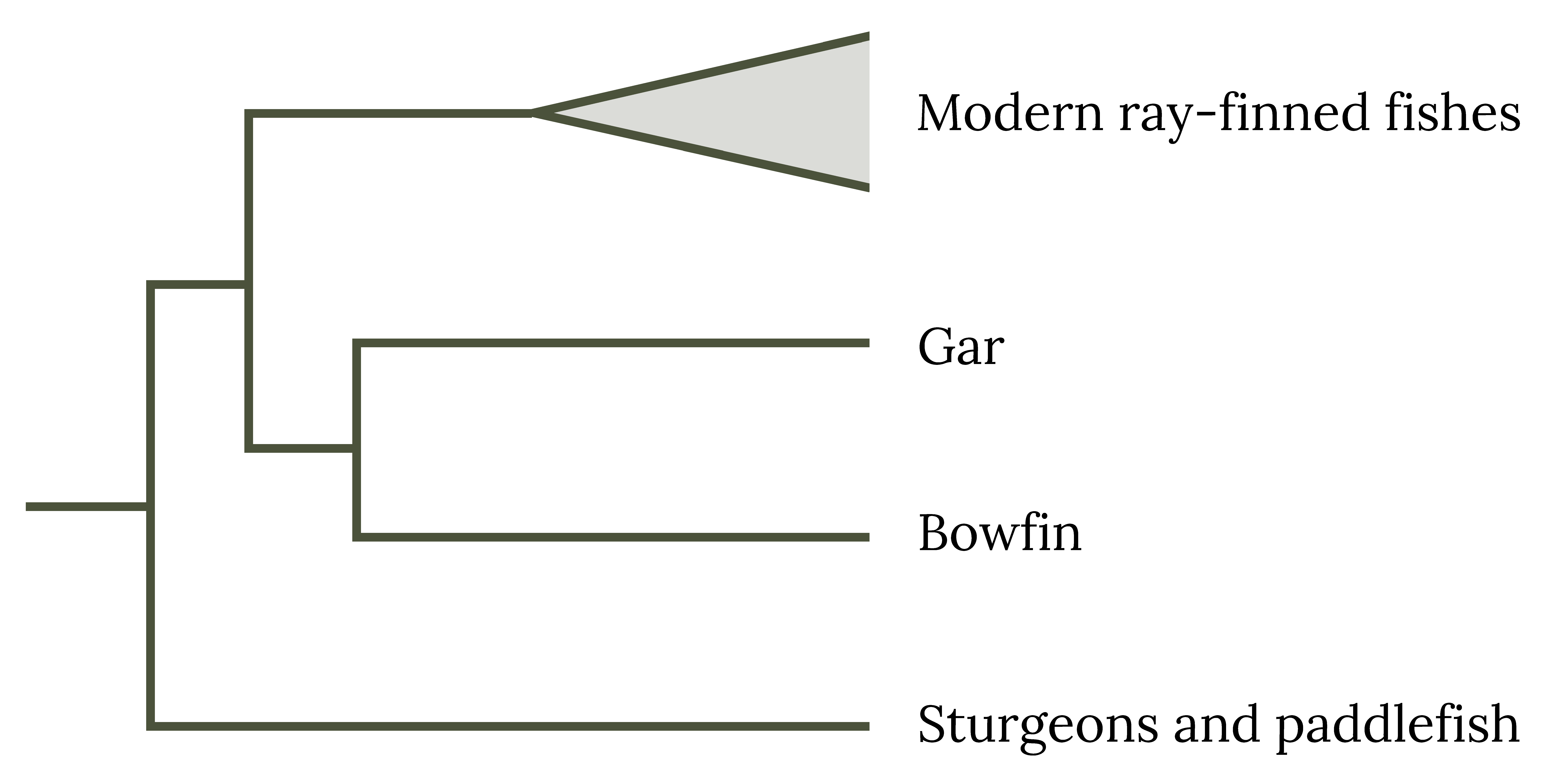 Sturgeons and paddlefish have a relationship to modern ray-finned fishes, gar, and bowfin in the phylogenetic tree chart.