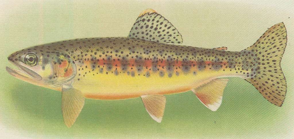 Drawing of California Golden trout, black polka dots across body with gray splotches of color and pink striping