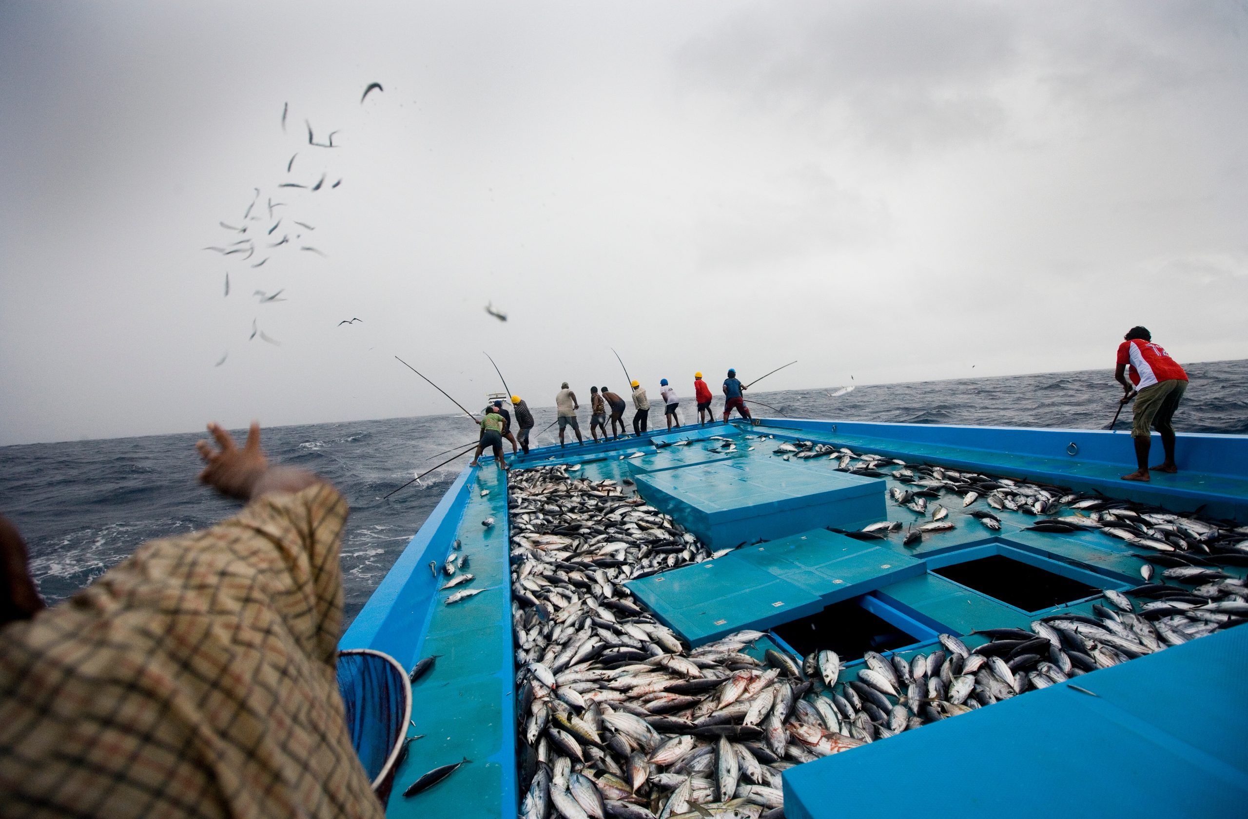 Ten tuna fishers use pole and line method to catch tuna in open water. There are hundreds of tuna on their boat.
