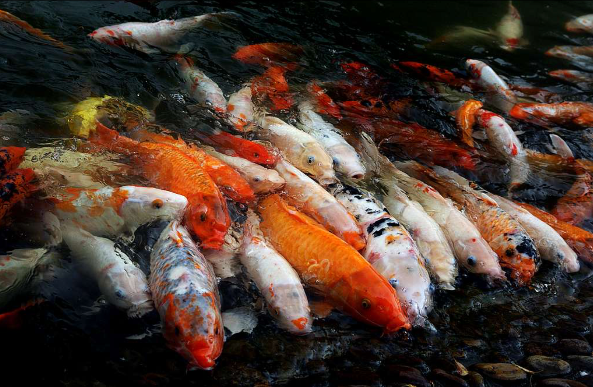 Bright orange and white koi with orange and black spots in a huddled group