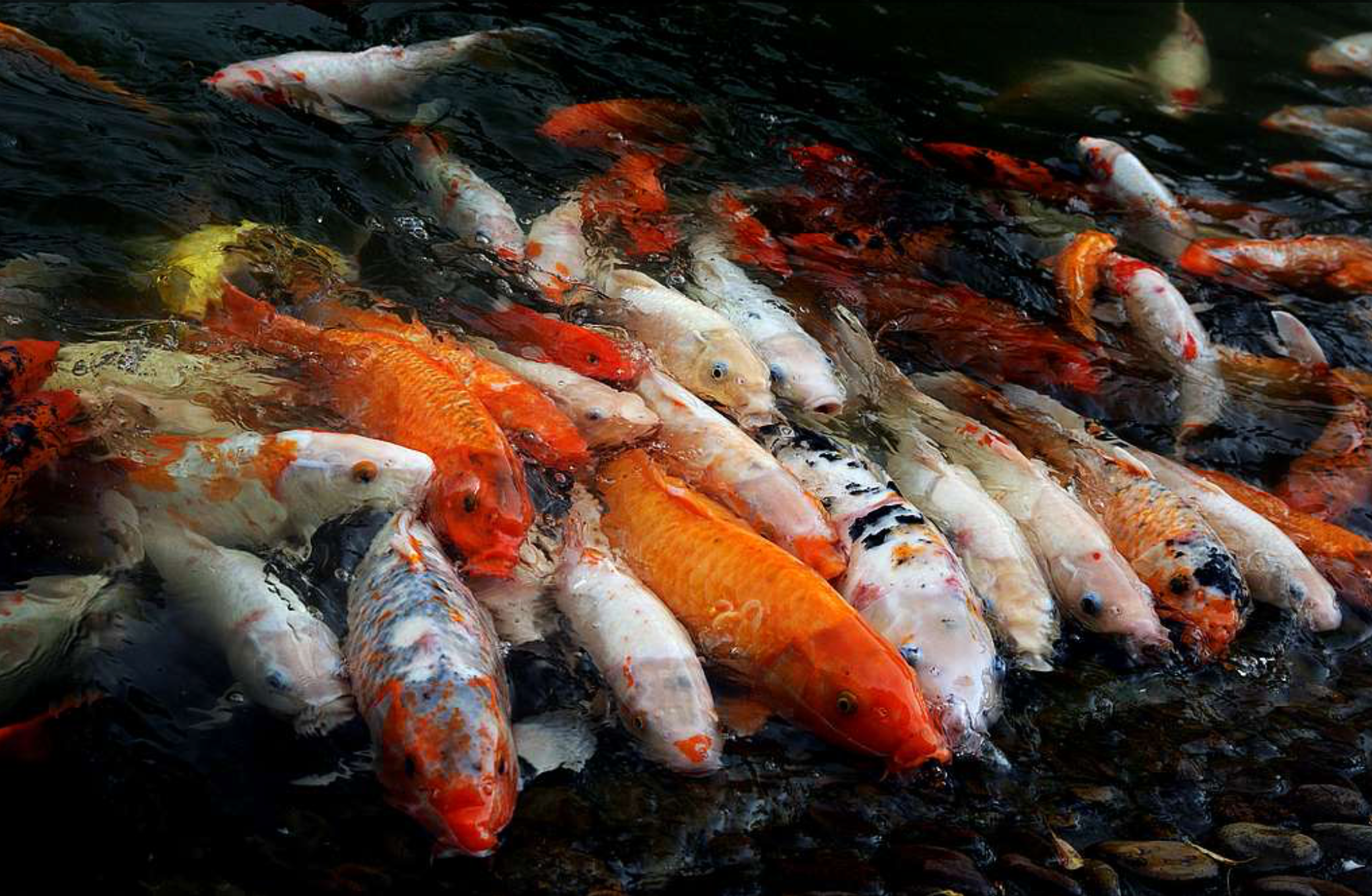 Koi Carp, Adopt Me! Wiki