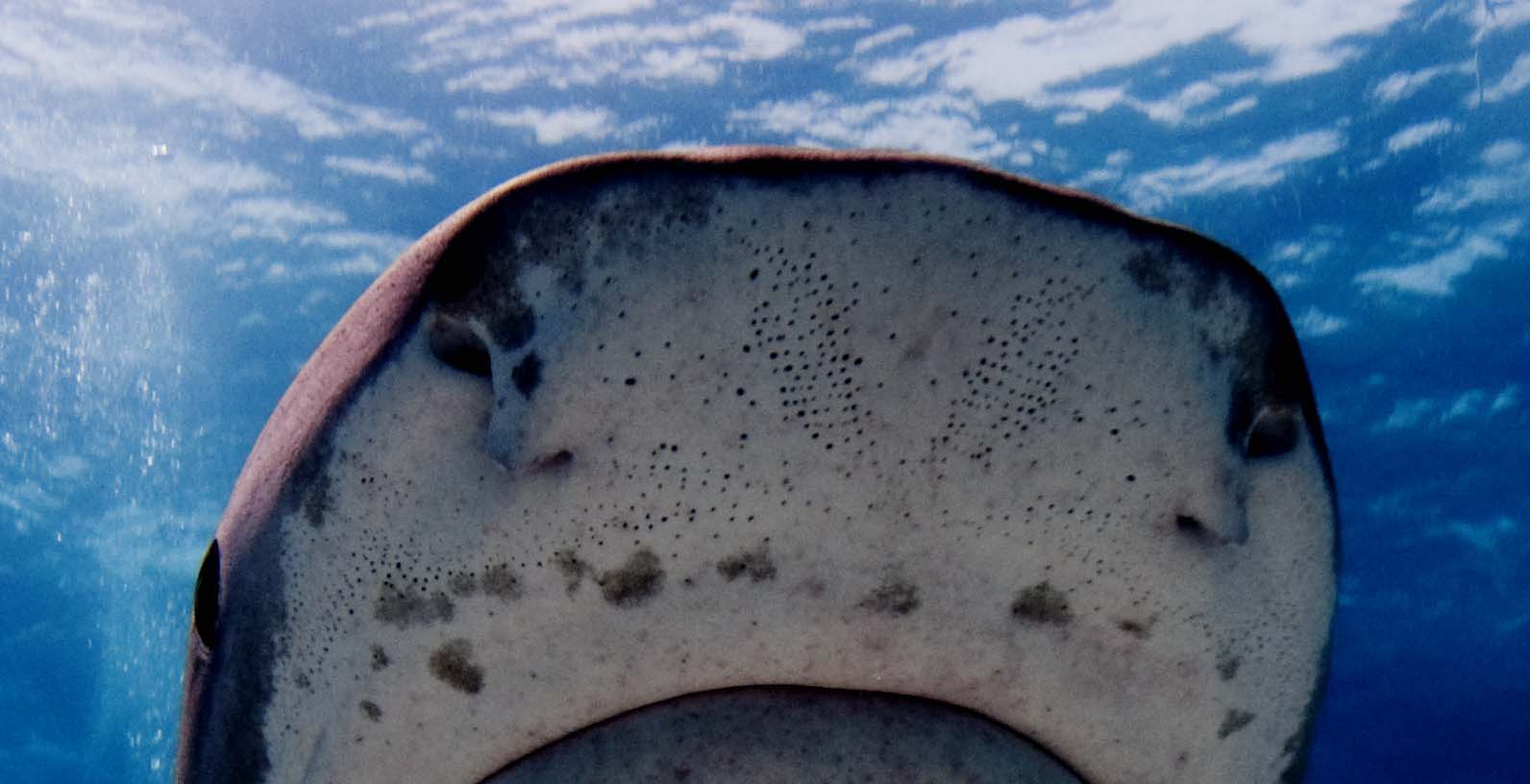 Many sensory pores on the ventral portion of the snout of Tiger Shark