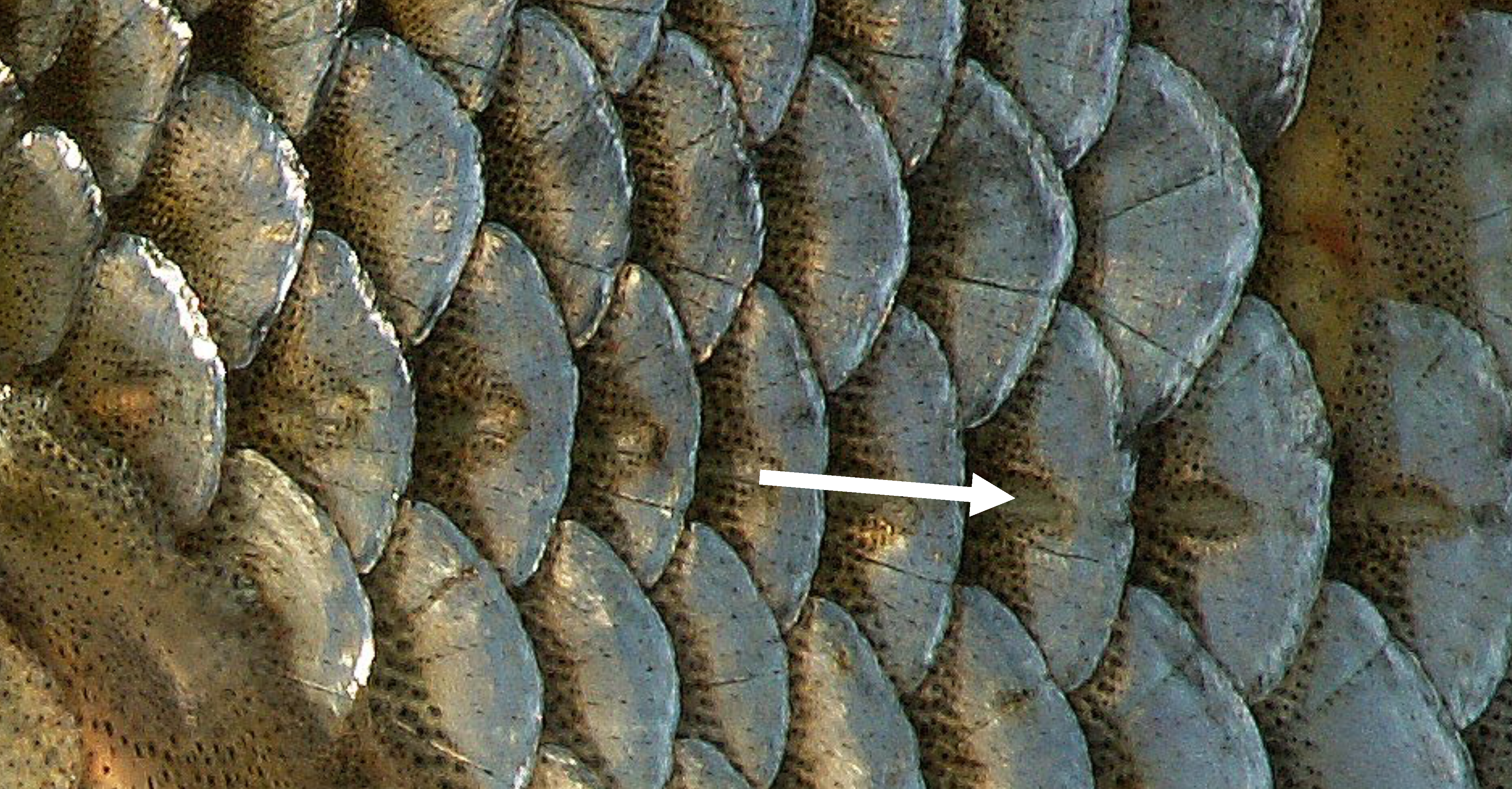 Modified fish scales along lateral line
