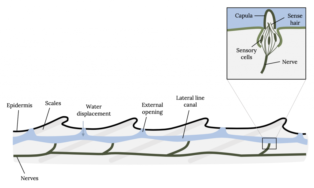 Sensory Capabilities of Fish – Fish, Fishing, and Conservation