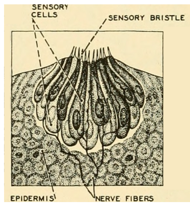 Close-up illustration of fish taste buds which include outer sensory bristles, inner sensory cells and nerve fibers in the epidermis