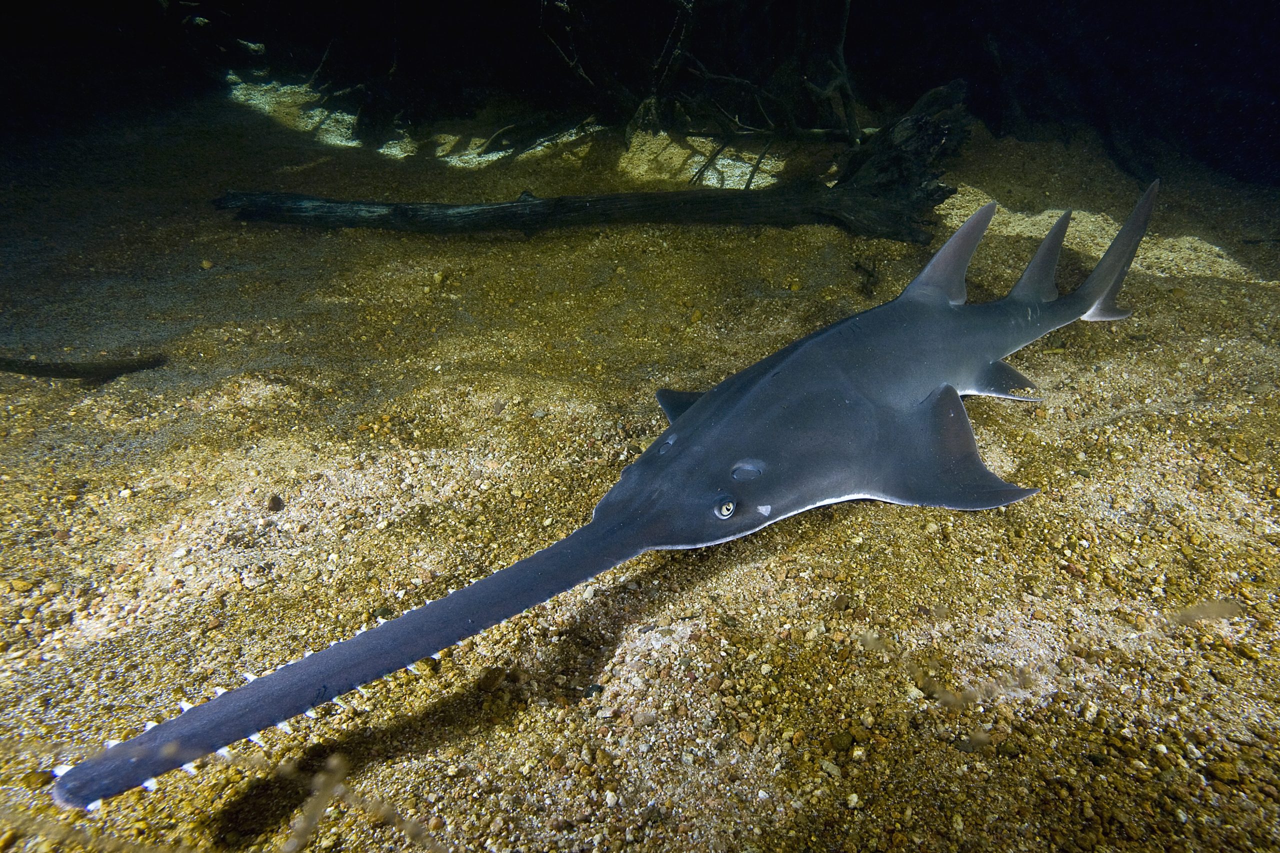 Unusual-looking fish (Smalltooth Sawfish looks like fish plus long chainsaw snout) in public aquarium display.