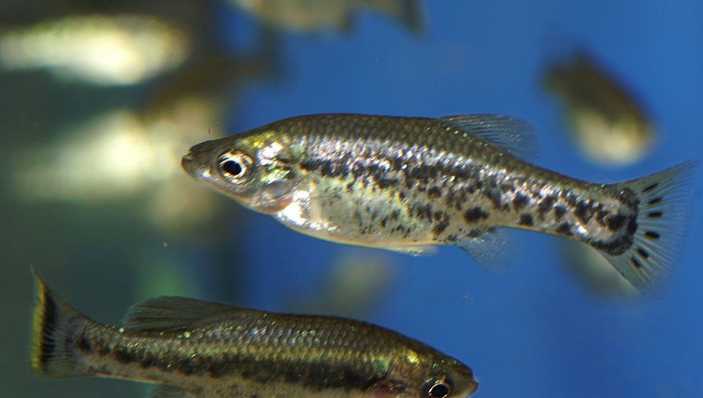 critically endangered Butterfly Splitfin Ameca splendens