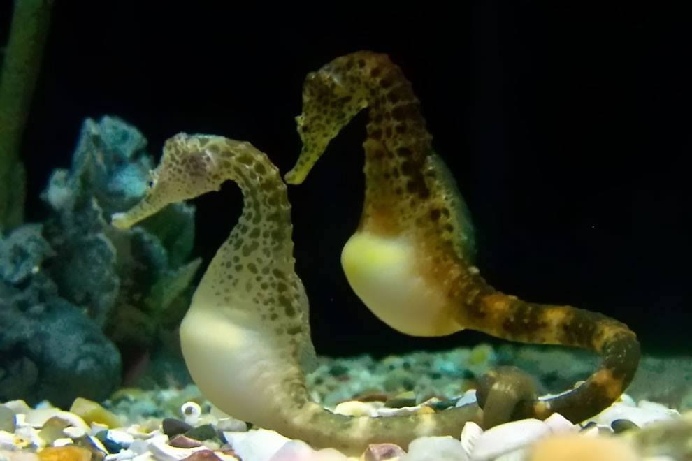 Two pregnant potbelly seahorses