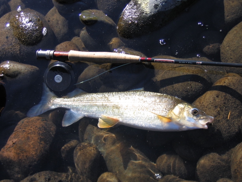 Mountain Whitefish laid out on rocks next to a fly rod for comparison; silver skin/scales and yellow fins