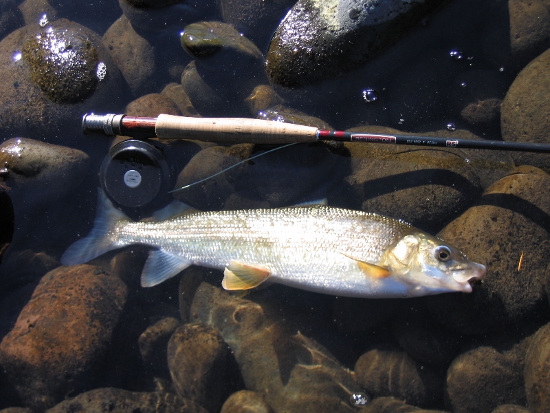 Tailwaters Fly Fishing Trout Food Roper Hat