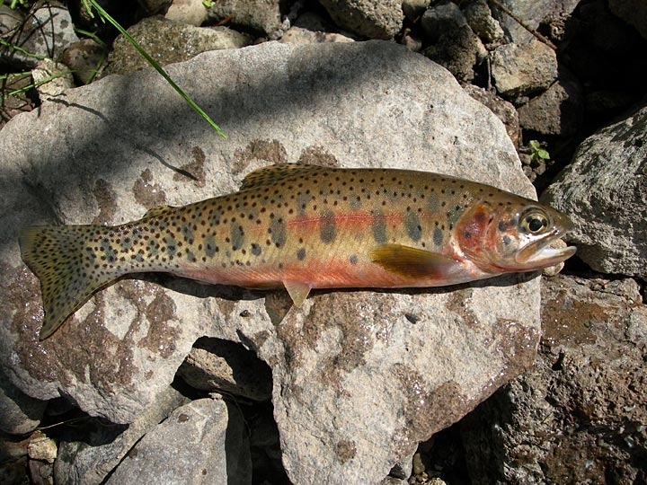 Westslope Cutthroat Trout laid out on rocks, has black polka dots, large gray splotches of color, and pink striping